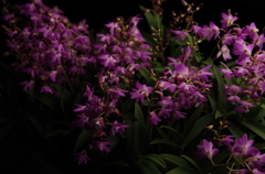 Dendrobium