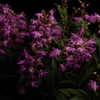 Dendrobium