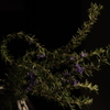 Rosemary