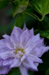 Clematis