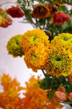 Yellow！