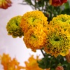 Yellow！