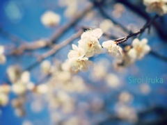 青い空に白い天使