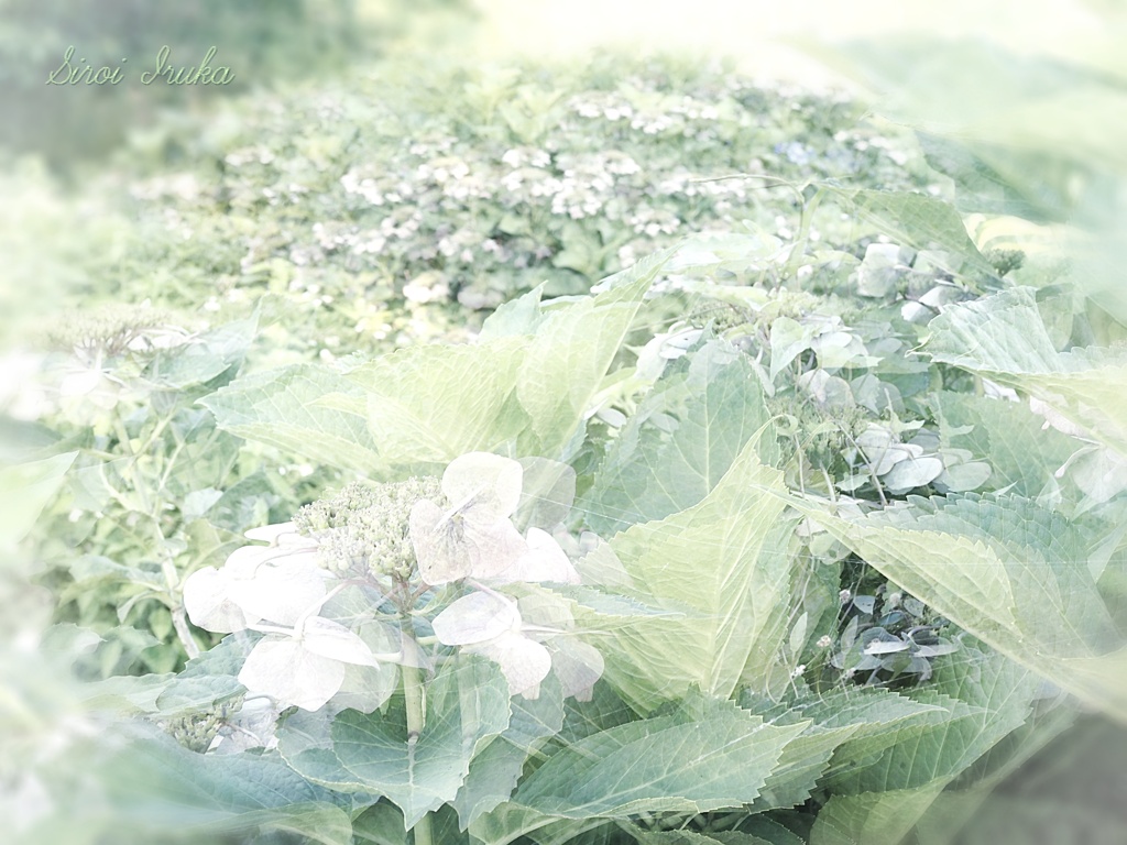 紫陽花の園