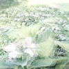 紫陽花の園