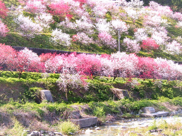 信州の旅　桃源郷　2