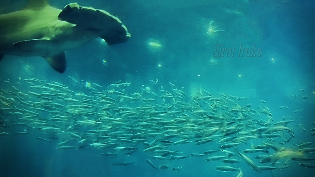 海中散歩