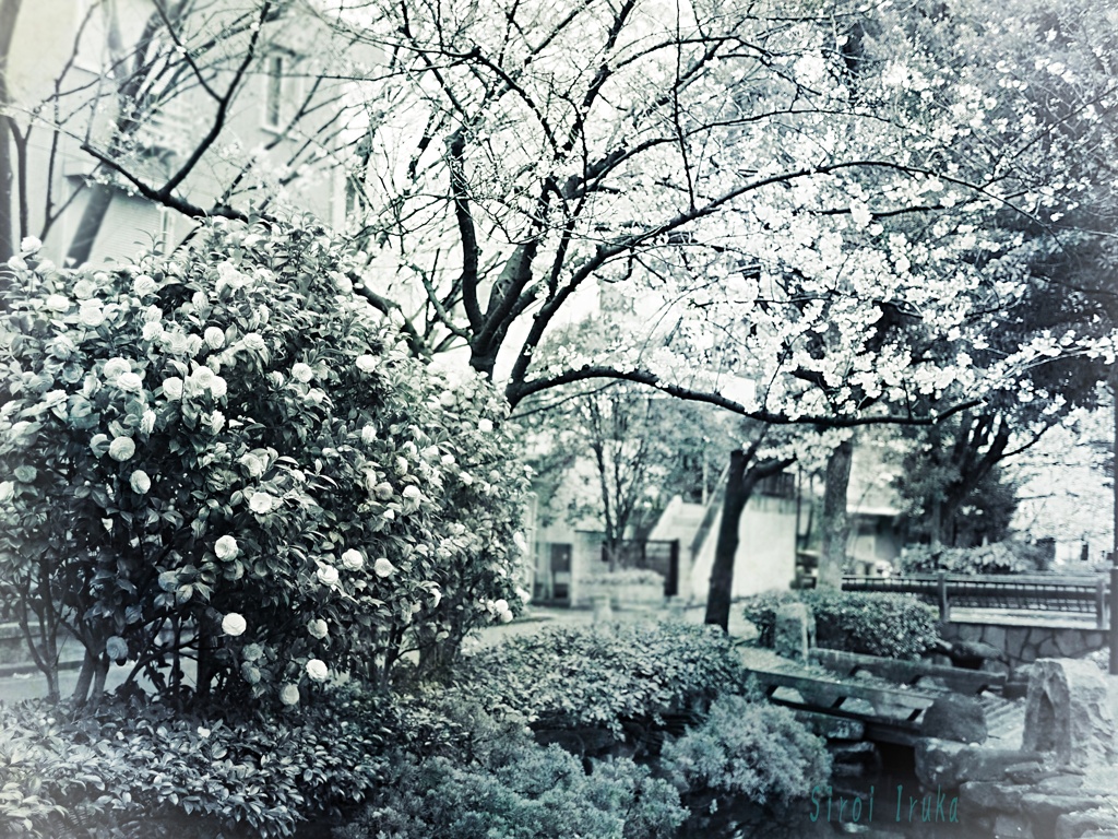 華のある世界