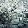 華のある世界