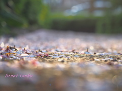 桜道