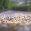桜道