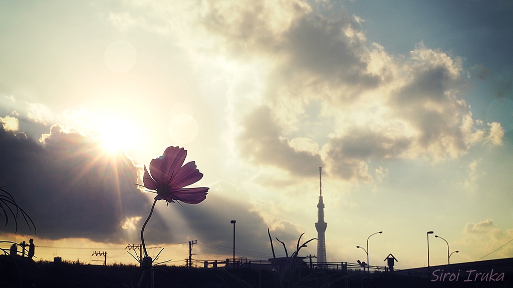 夕暮れのコスモス畑