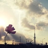 夕暮れのコスモス畑