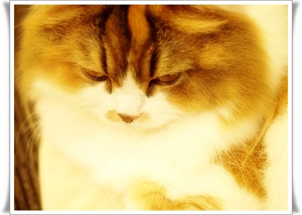 猫カフェ⑦