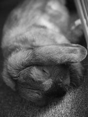 お昼寝　スヤスヤ　　ｩﾄｩﾄ(´-ω-)´_ _)´-ω-)´_ _)zZZ