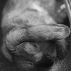 お昼寝　スヤスヤ　　ｩﾄｩﾄ(´-ω-)´_ _)´-ω-)´_ _)zZZ