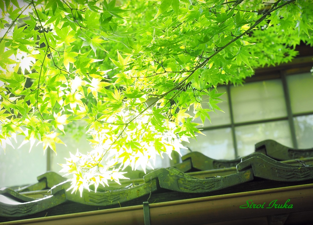 緑に輝く