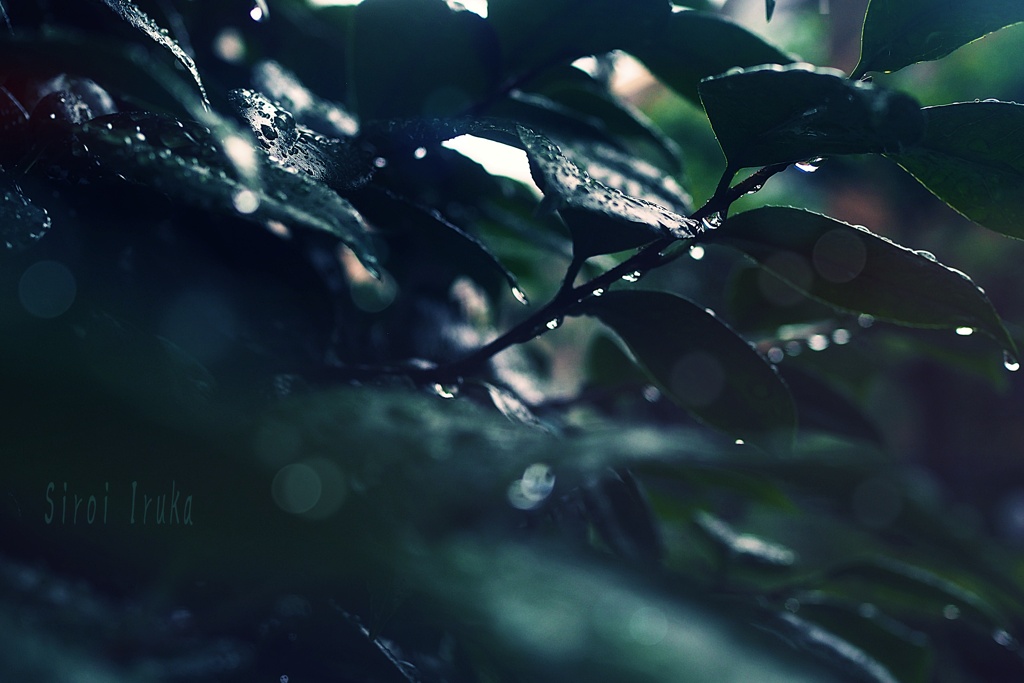 雨の日は物思い