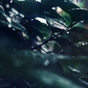 雨の日は物思い