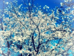 青空と桜
