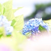 儚く輝いている命
