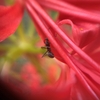 甘い蜜の味