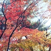雅