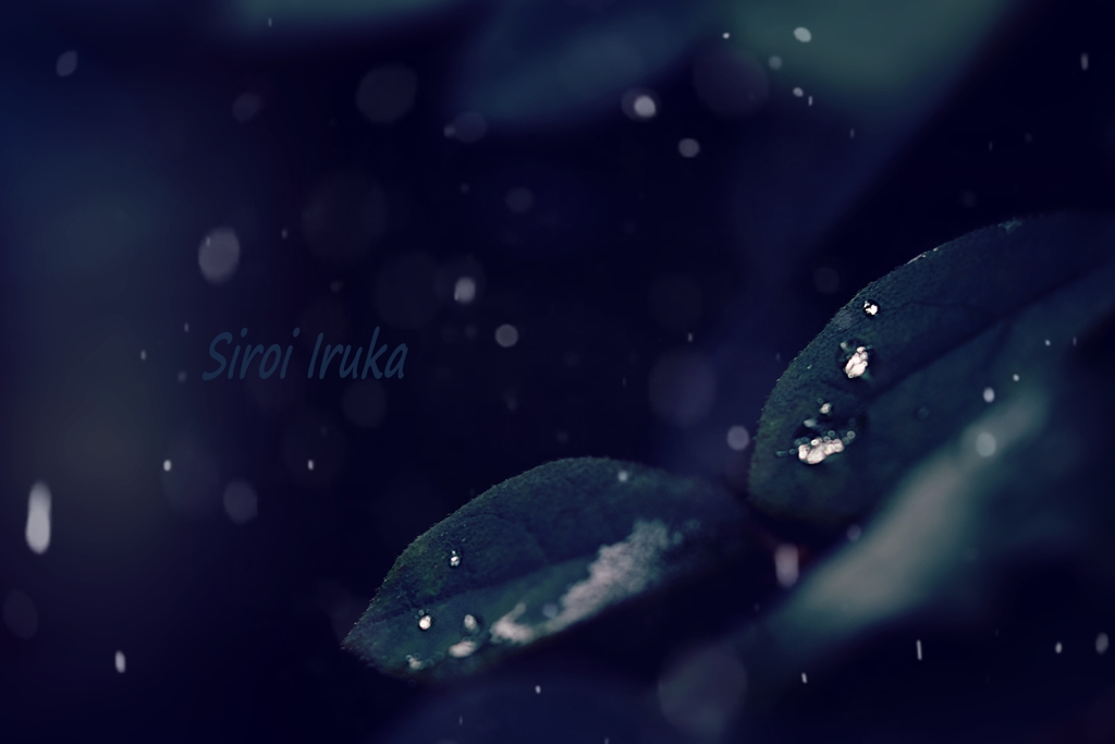 冷たい雨