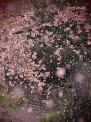 雪桜