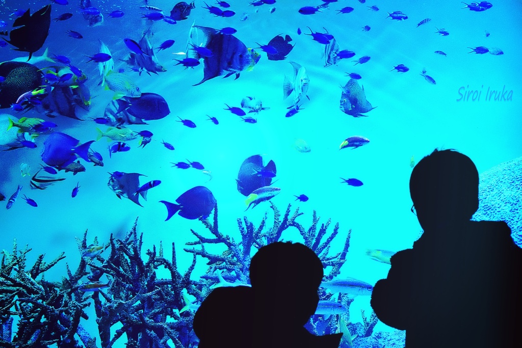 色んなお魚だ　*:.｡.(＊๓´╰╯`๓＊).｡.:*