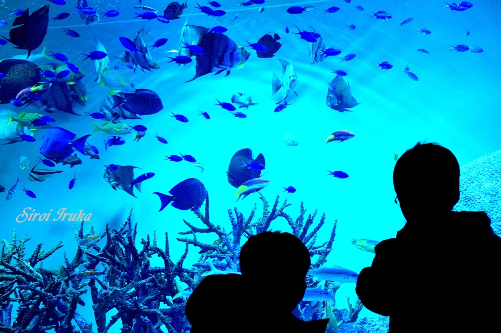 葛西水族館①
