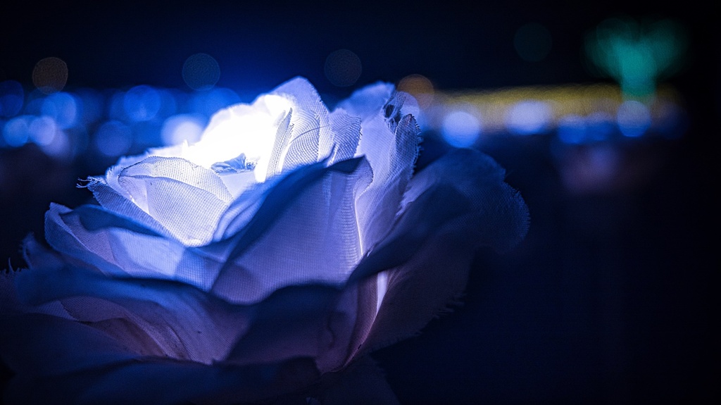蒼い光る薔薇