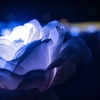 蒼い光る薔薇