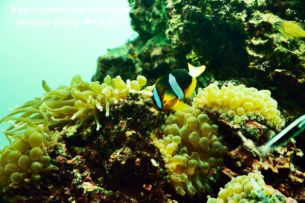 葛西臨海水族館　②