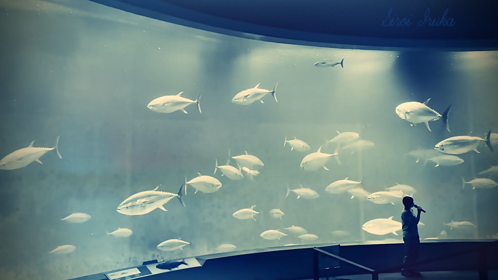 マグロの群れ
