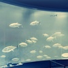 マグロの群れ