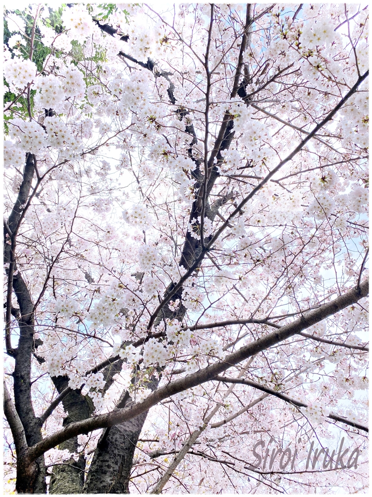 薄桃色の世界