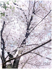 薄桃色の世界