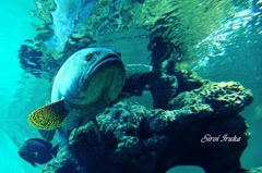 葛西水族館②