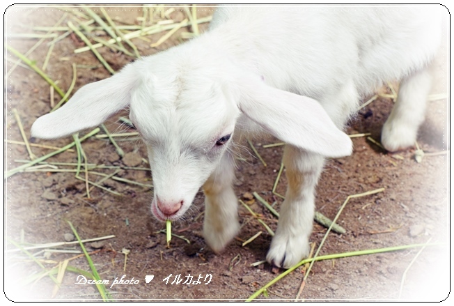 私可愛いでしょう。。。(２)