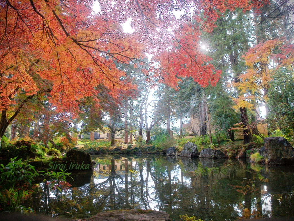 紅葉と光と池