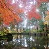紅葉と光と池