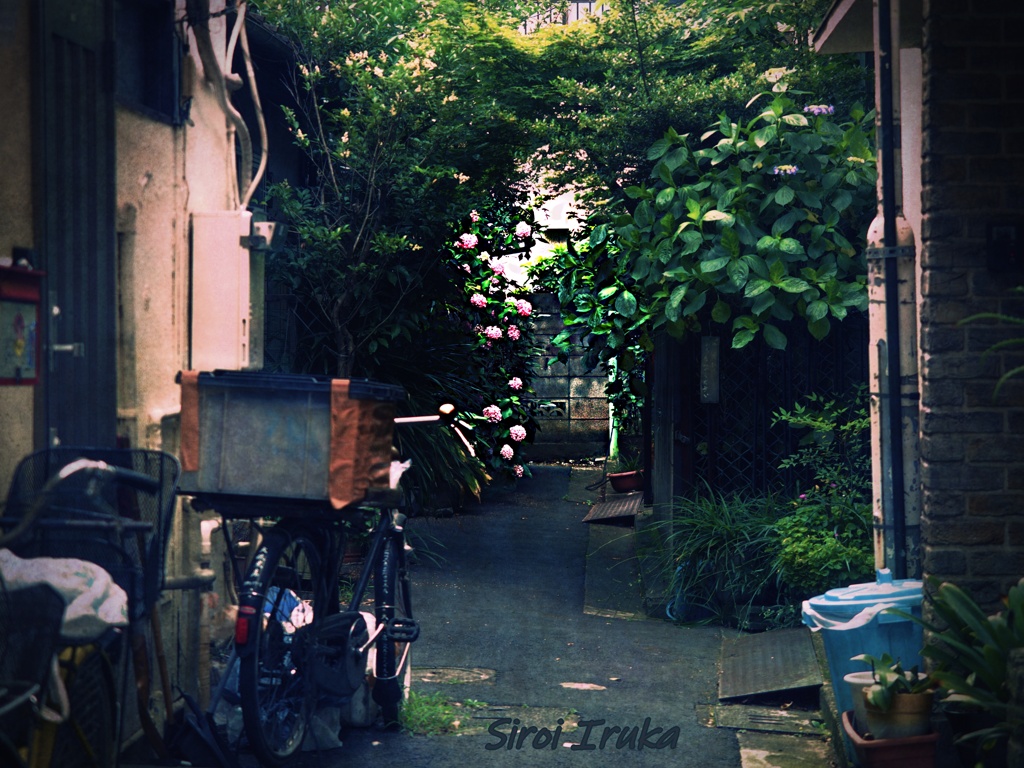 路地裏に咲く