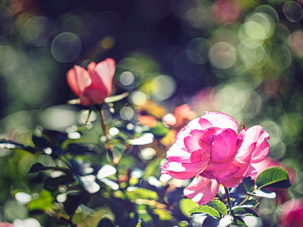 妄想の花園