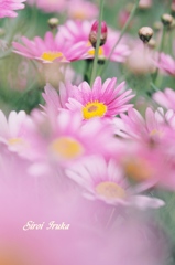 庭先に咲いた花