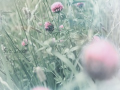草むらの世界