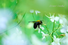 ブンブンブン蜂が飛ぶ