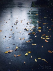 fallen leaves