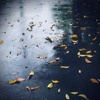 fallen leaves