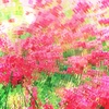 廻る曼殊沙華